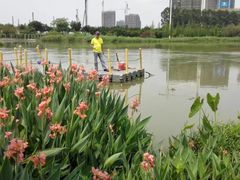 -大湾区中央湿地公园