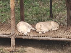 -石家庄市动物园