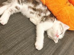 -唐小姐の猫狗洗护·购宠旗舰店(周浦万达店)