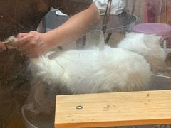 -小呆的宠物店·宠物售卖·宠物寄养(城西店)