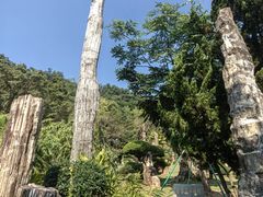 -深圳仙湖植物园