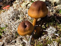 -莫尔道嘎国家森林公园