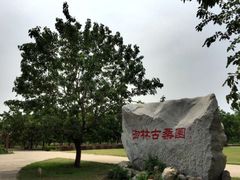 -御林古桑园