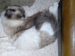 -藏猫猫咖啡主题馆(中央大道店)