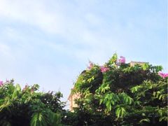 -中山大学学者灵芝(园南路店)