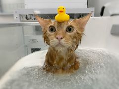 -comecome来吧宠物(奥克斯中心店)