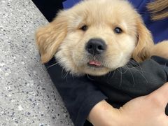 -爱侣宠医·鹦鹉专科·小型哺乳类·异宠专科(灵石路店)