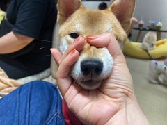 -逗柴咖啡屋·狗咖猫咖宠物桌游