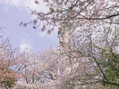 -武汉大学-樱园