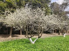 -秀丽东方