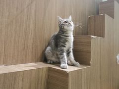 -COLOR PETS 撸猫馆·购猫·猫咖(长风大悦城店)