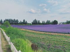 -紫颐香薰山谷景区