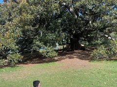 -墨尔本皇家植物园