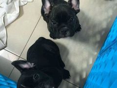 -中农大我爱我爱24h动物医院·中医针灸·猫专科·骨科医疗中心(双井店)