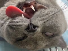 -乐琪宠物医院·犬猫专科·骨外科·急重症
