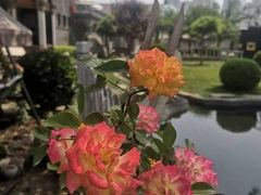 -卫鼎轩·曹公馆(鼓楼店)