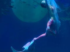 -海合安成都极地海洋公园