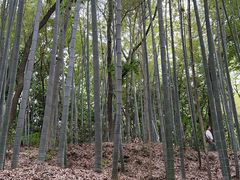 -上海佘山国家森林公园天马山园