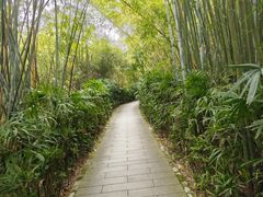 -大屏嶂森林公园