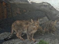 -青藏高原野生动物园
