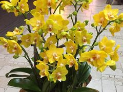 -亭亭鲜花店(中山北路店)