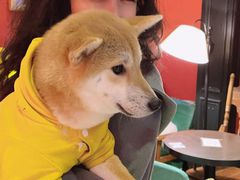 -猫色咖啡·猫咖