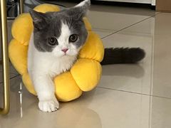 -lincat·猫舍(广州店)