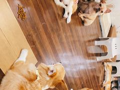 -柯斗斗主题餐厅·狗咖·围炉煮茶·茶饮(国瑞升平里店)