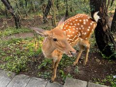 -大连森林动物园