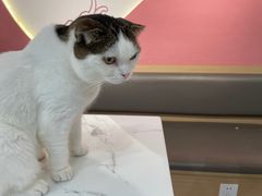 -喵园·猫主题咖啡厅·撸猫·猫咖(国贸店)