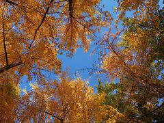 -长白岛森林公园