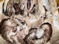 -尕羊烤肉餐厅·清真(会宁路店)