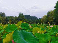 -贵阳市花溪国家城市湿地公园