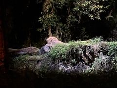 -夜间野生动物园