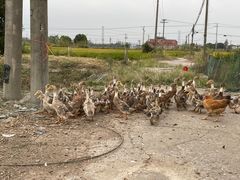 -上海佘山国家森林公园天马山园