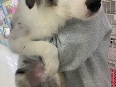 -翊宠yipet猫狗购宠庄园犬舍•猫舍