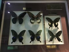 -上海昆虫博物馆