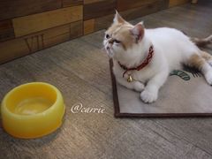 -猫咪咖啡·猫咖(万达广场店)