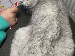 -关爱宠物医院·猫科中心·消化科(滨湖万达分院)