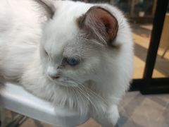 -松果猫咖(桐乡吾悦金街店)