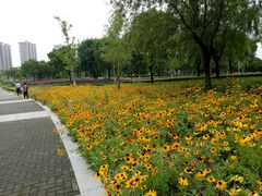 -九里河湿地公园