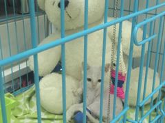 -芭比堂动物医院·24小时·眼科中心(深圳中心)