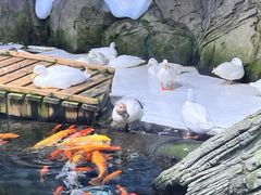 -海合安青岛极地海洋公园