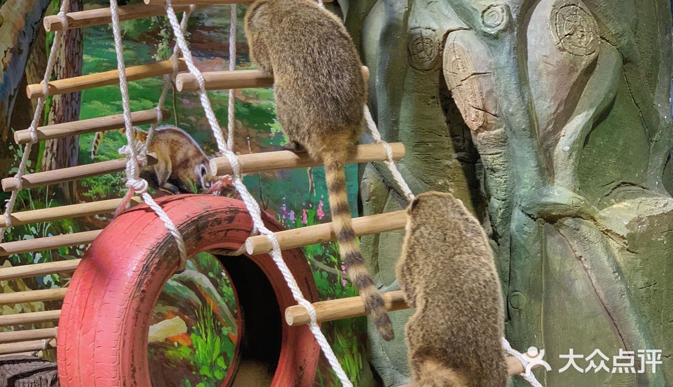 武漢|東湖又又又開了家網紅動物園!攻略來啦92