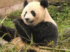 -中国大熊猫保护研究中心雅安碧峰峡基地