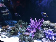 -暹罗海洋世界
