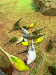 -酷嗒动物文化乐园(cutezoo西溪乐天城店)