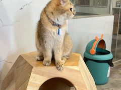 -楼上猫咖(罗湖店)