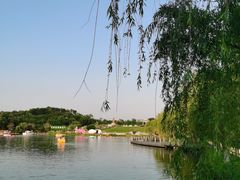 -大塘金香草谷