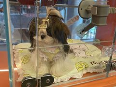 -Oh My Dog宠物沙龙(伊珊娜皮毛护理店)